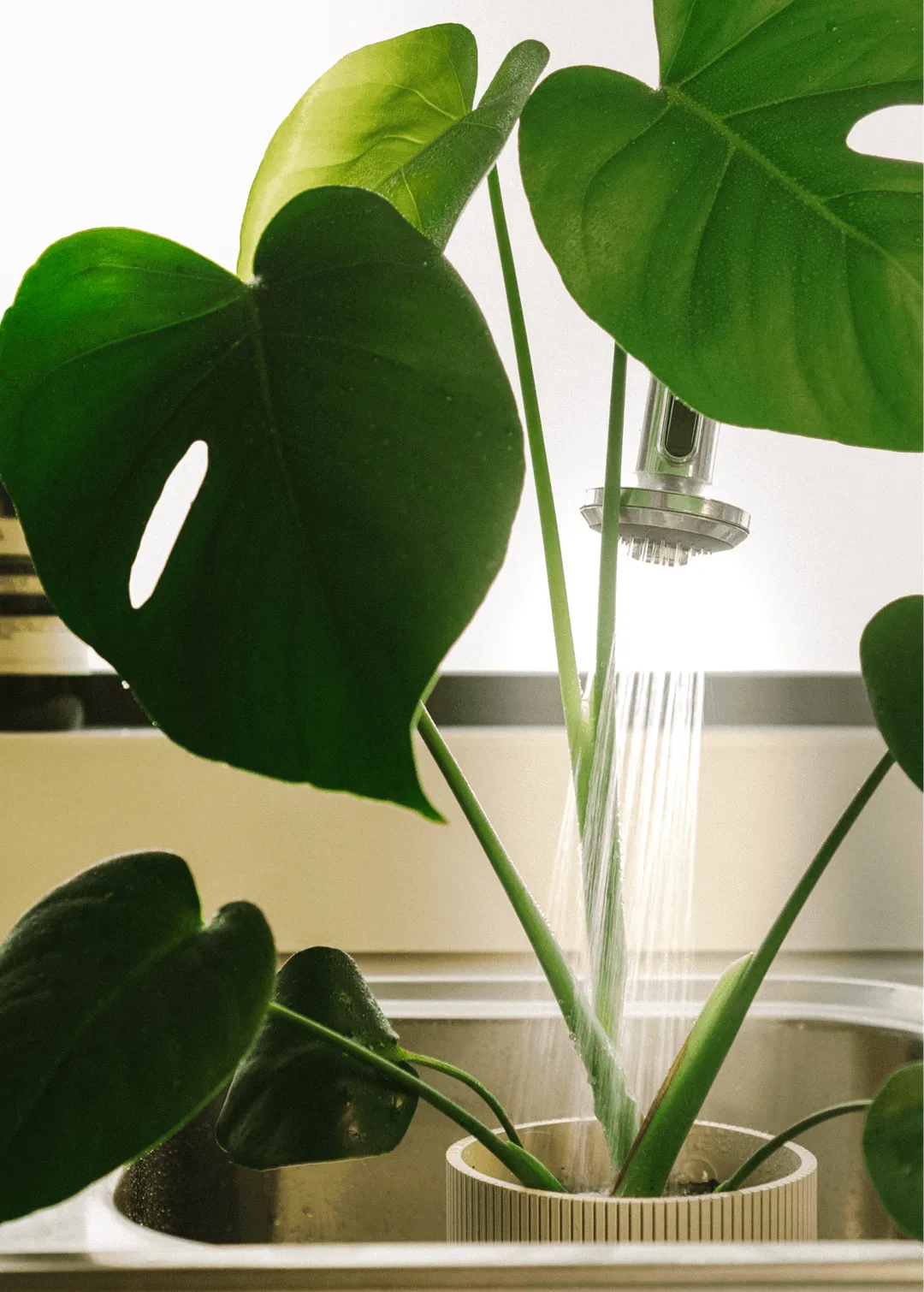 Large leafy houseplant being watered in a kitchen sink