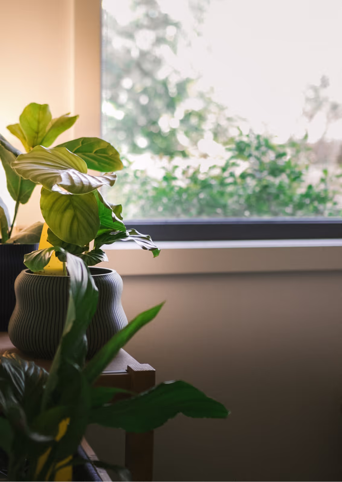 Leafy houseplants in planters beside a window