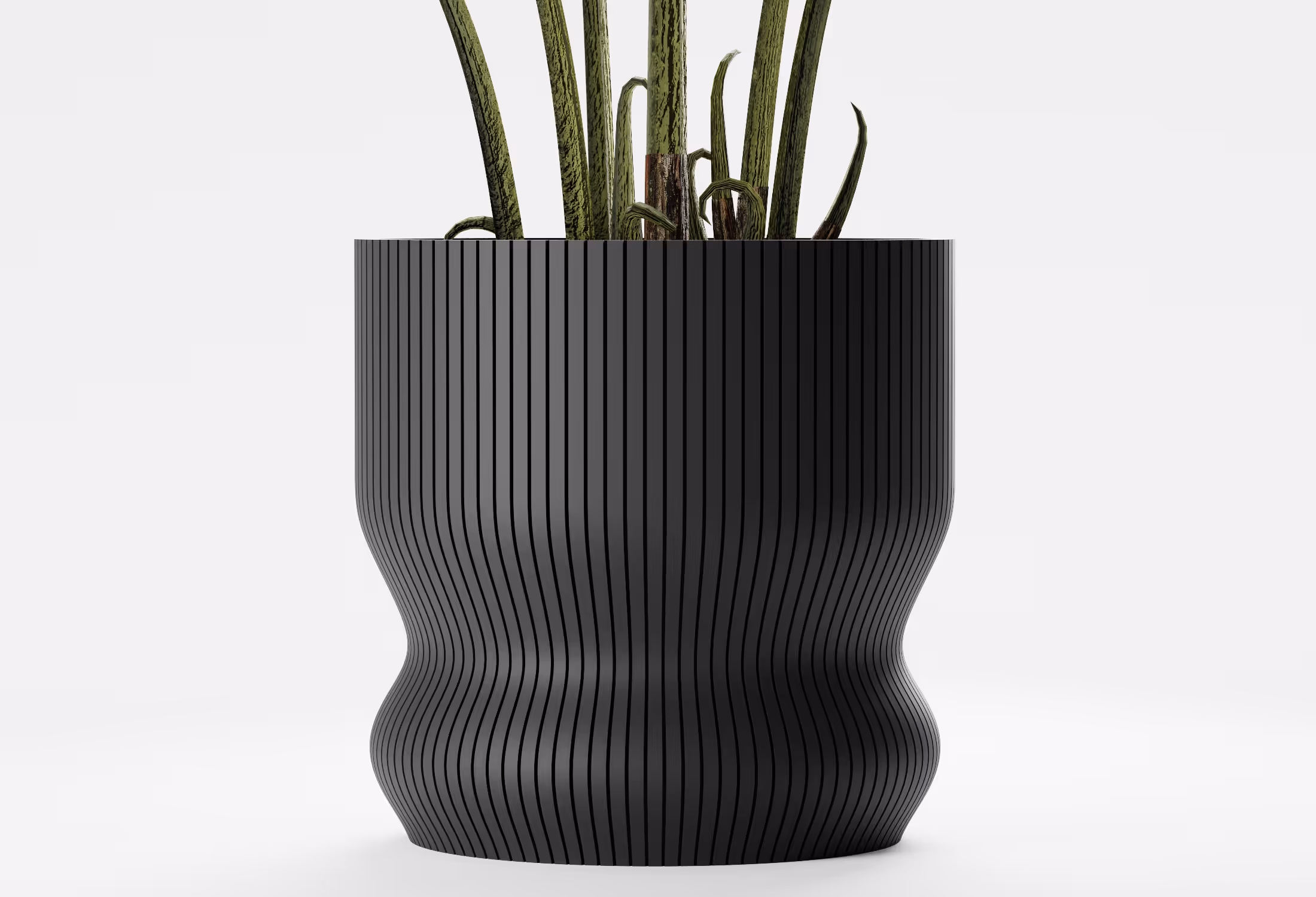 Black ribbed flowerpot with a snake plant on a white background.