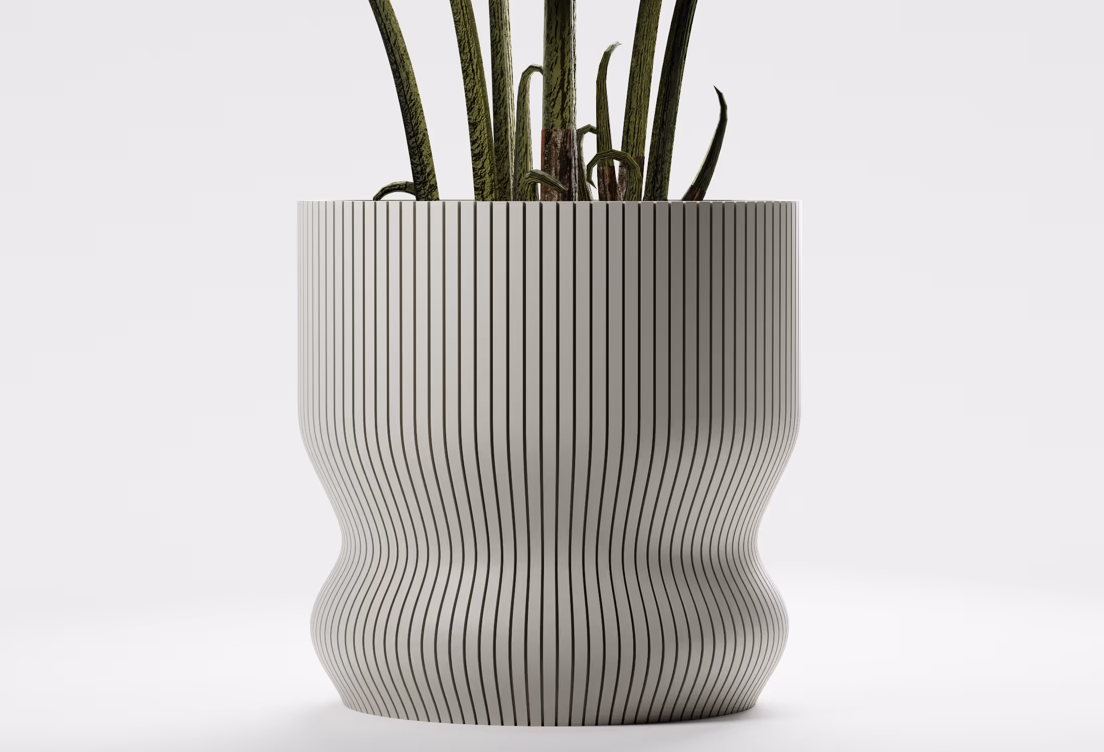 Tall green snake plant with long leaves in a large modern white planter with vertical black stripes.