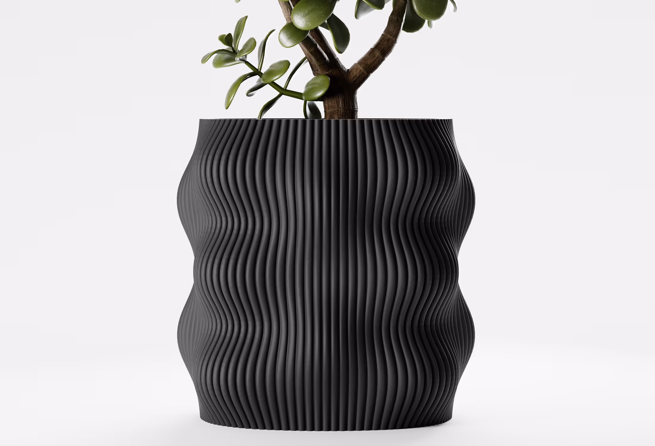 Green succulent plant in a black ribbed, wavy-shaped planter on a white background.