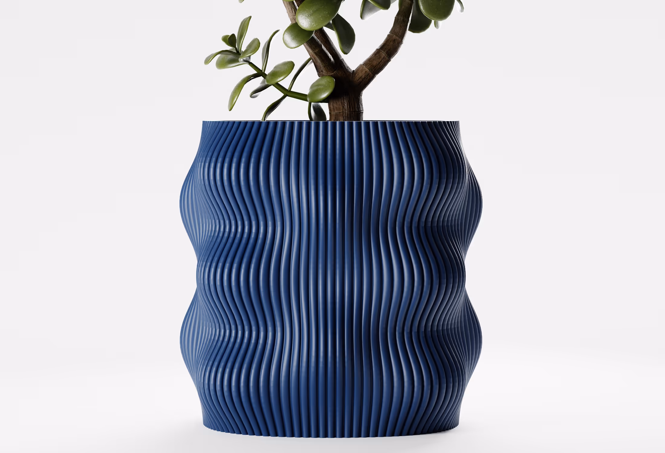 Green succulent plant in a blue ribbed, wavy-shaped planter on a white background.