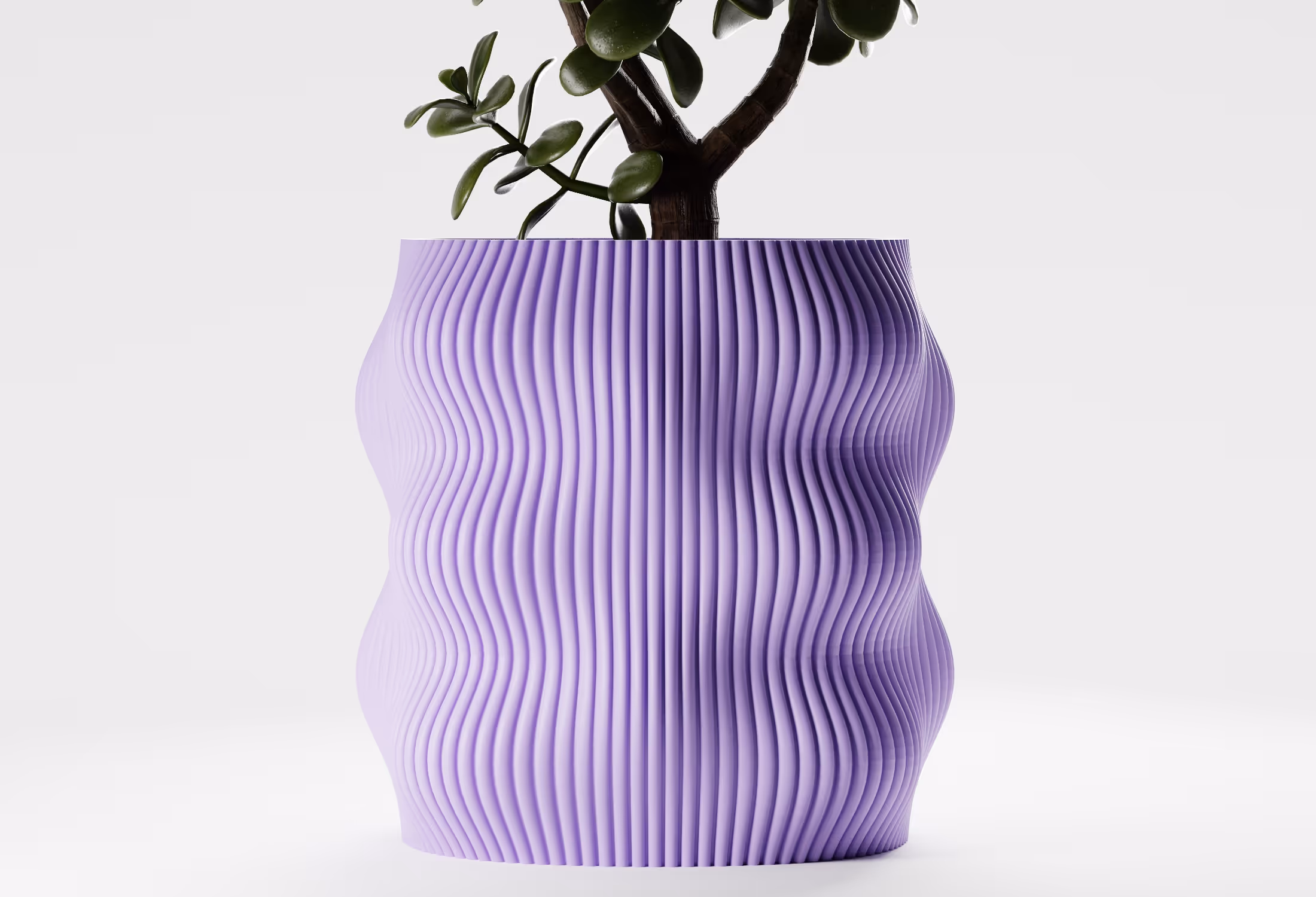 Green succulent plant in a lilac ribbed, wavy-shaped planter on a white background.