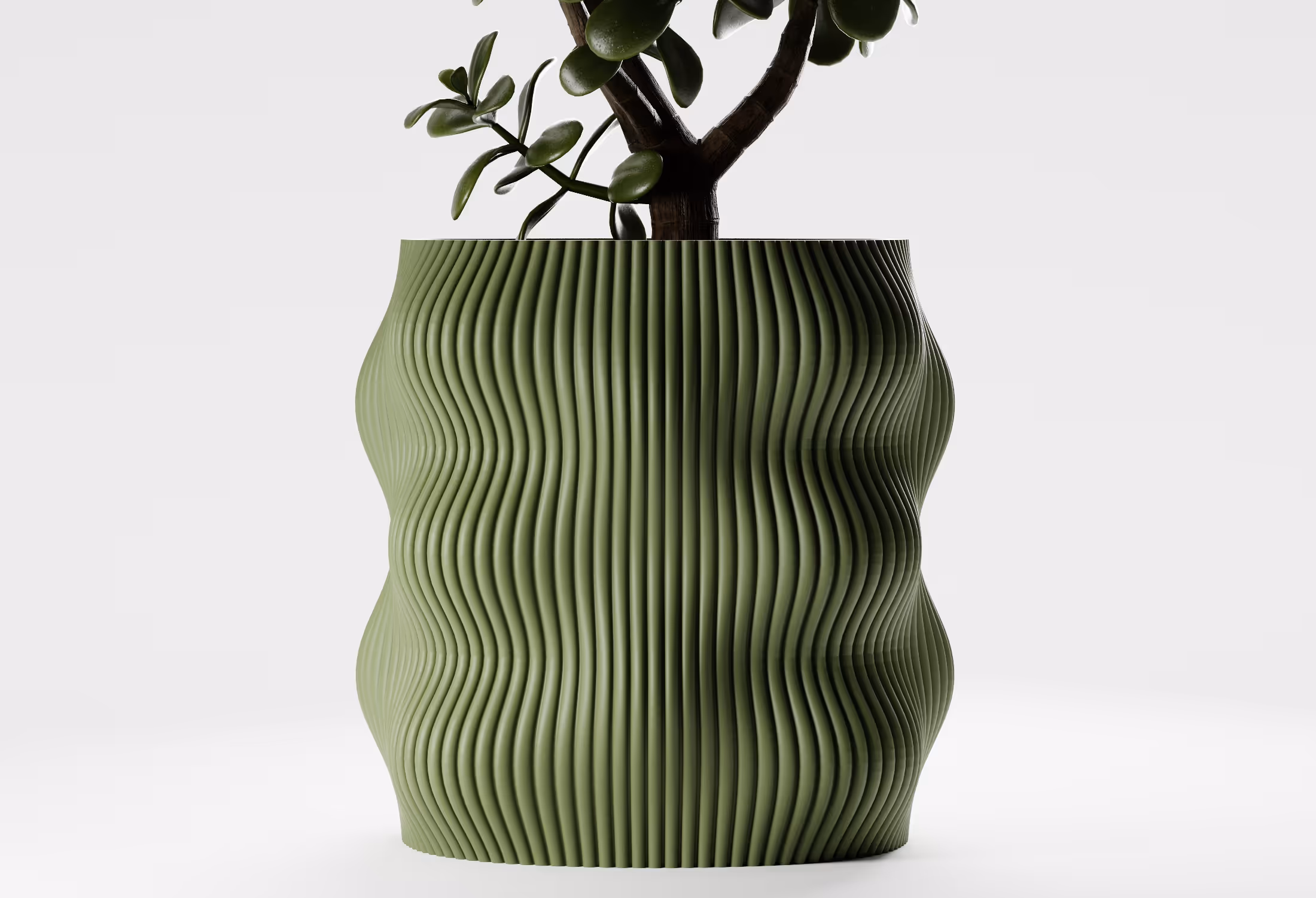 Green succulent plant in a olive green ribbed, wavy-shaped planter on a white background.