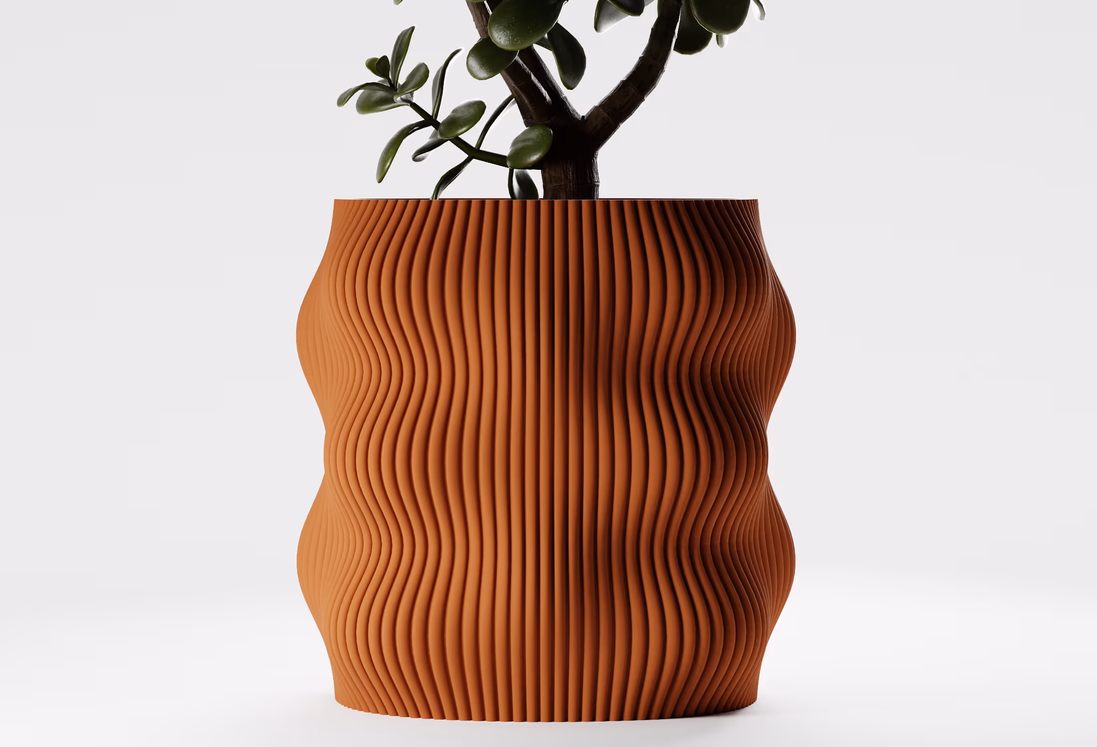 Green succulent plant in a terracotta ribbed, wavy-shaped planter on a white background.