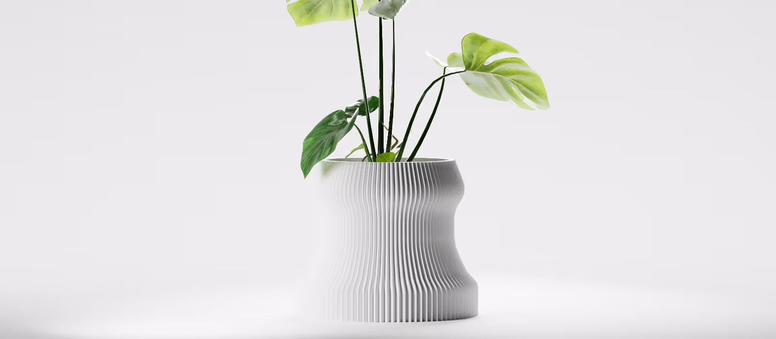 Green plant with large leaves in a modern white ribbed ceramic pot on a plain white background.