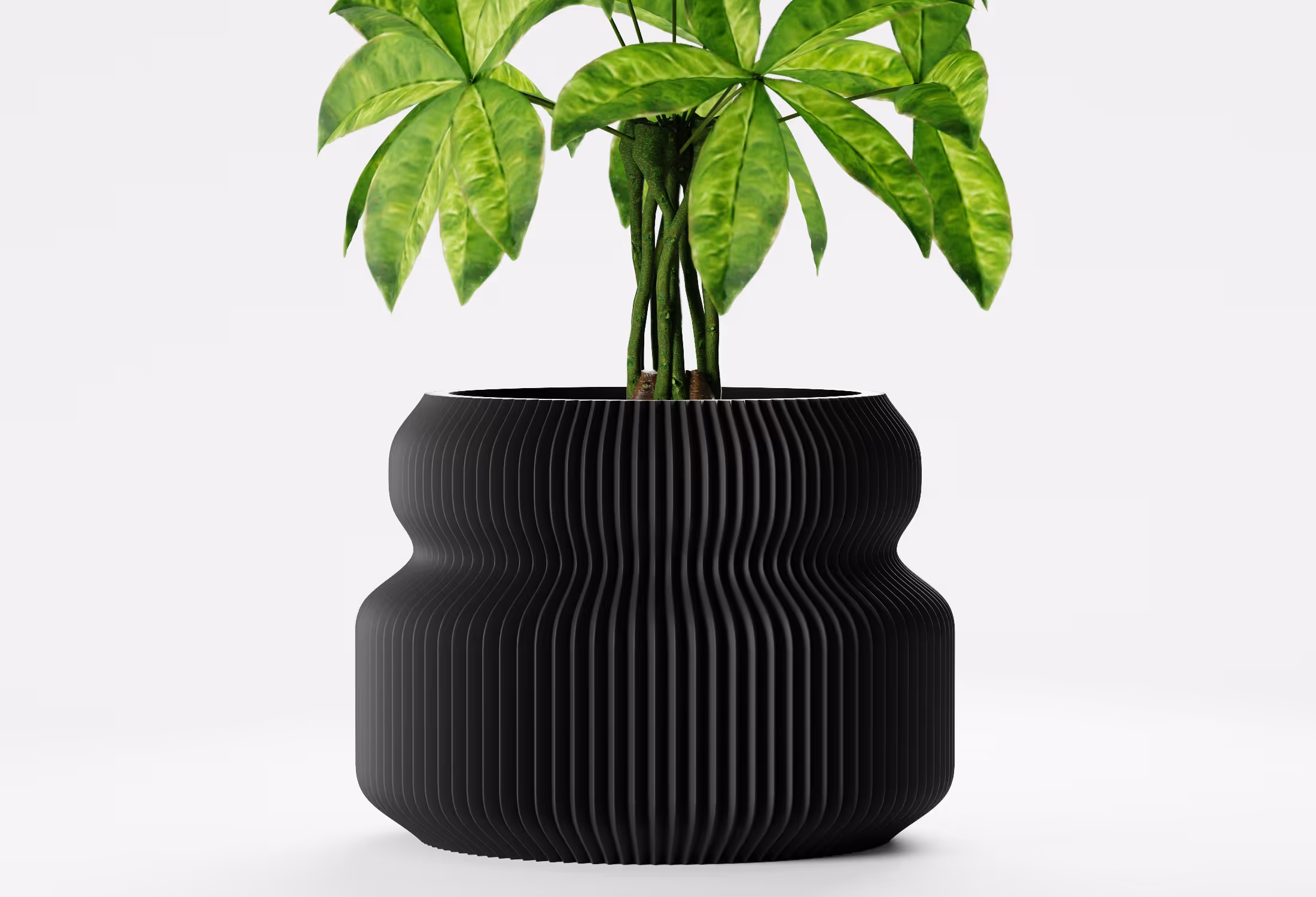 Green leafy plant in a textured, ribbed black-colored pot with a wavy shape on a white background.