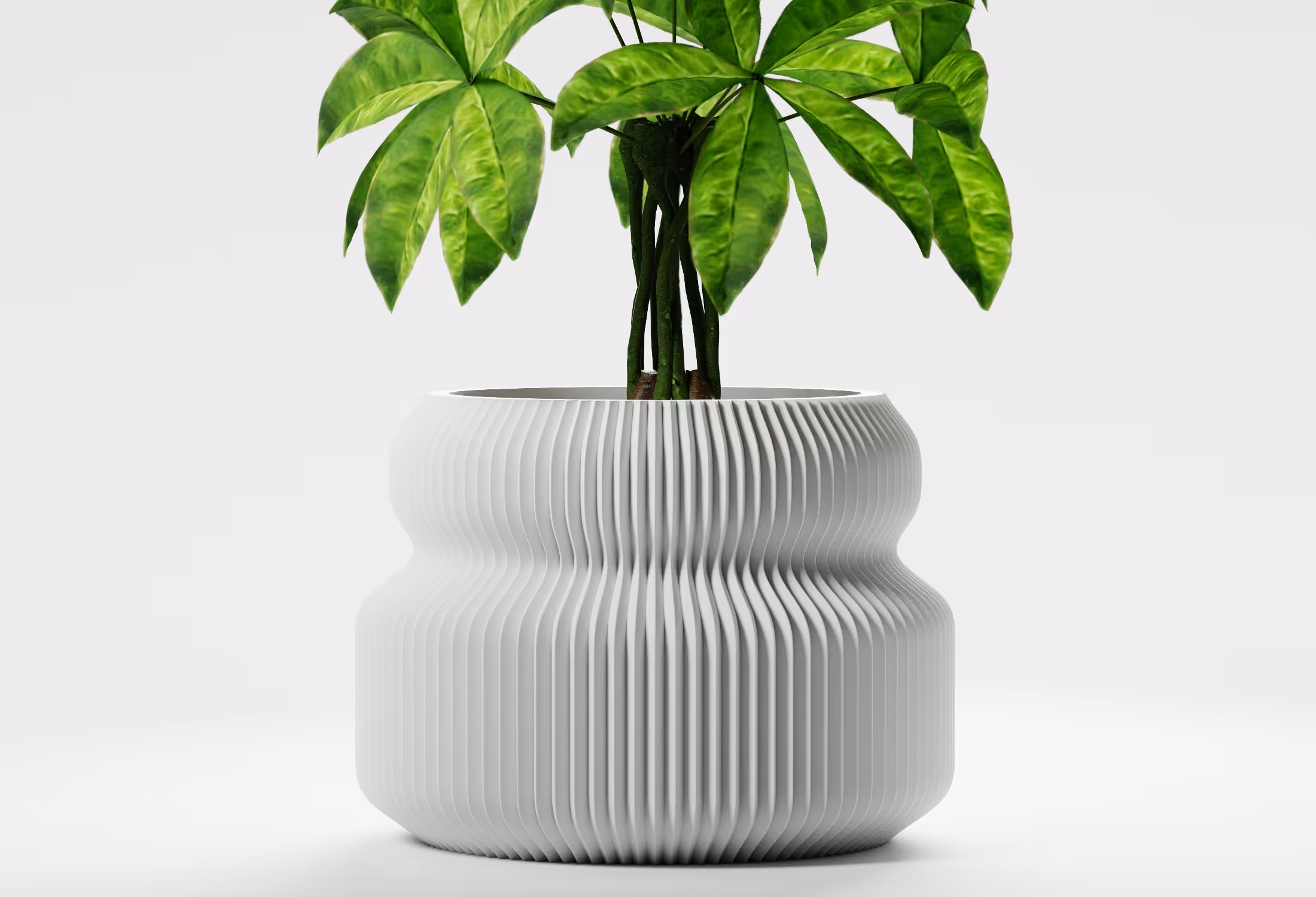 Green leafy plant in a textured, ribbed white-colored pot with a wavy shape on a white background.