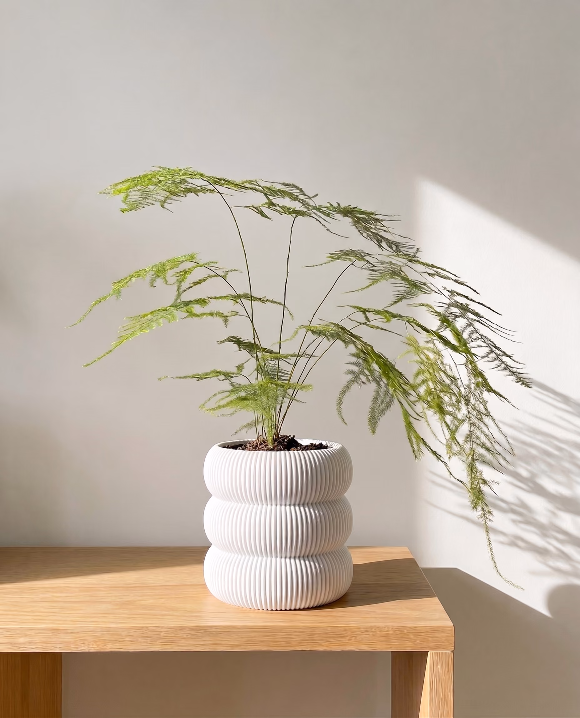 Delicate green fern plant in a textured white ceramic pot on a wooden table by a sunlit wall.
