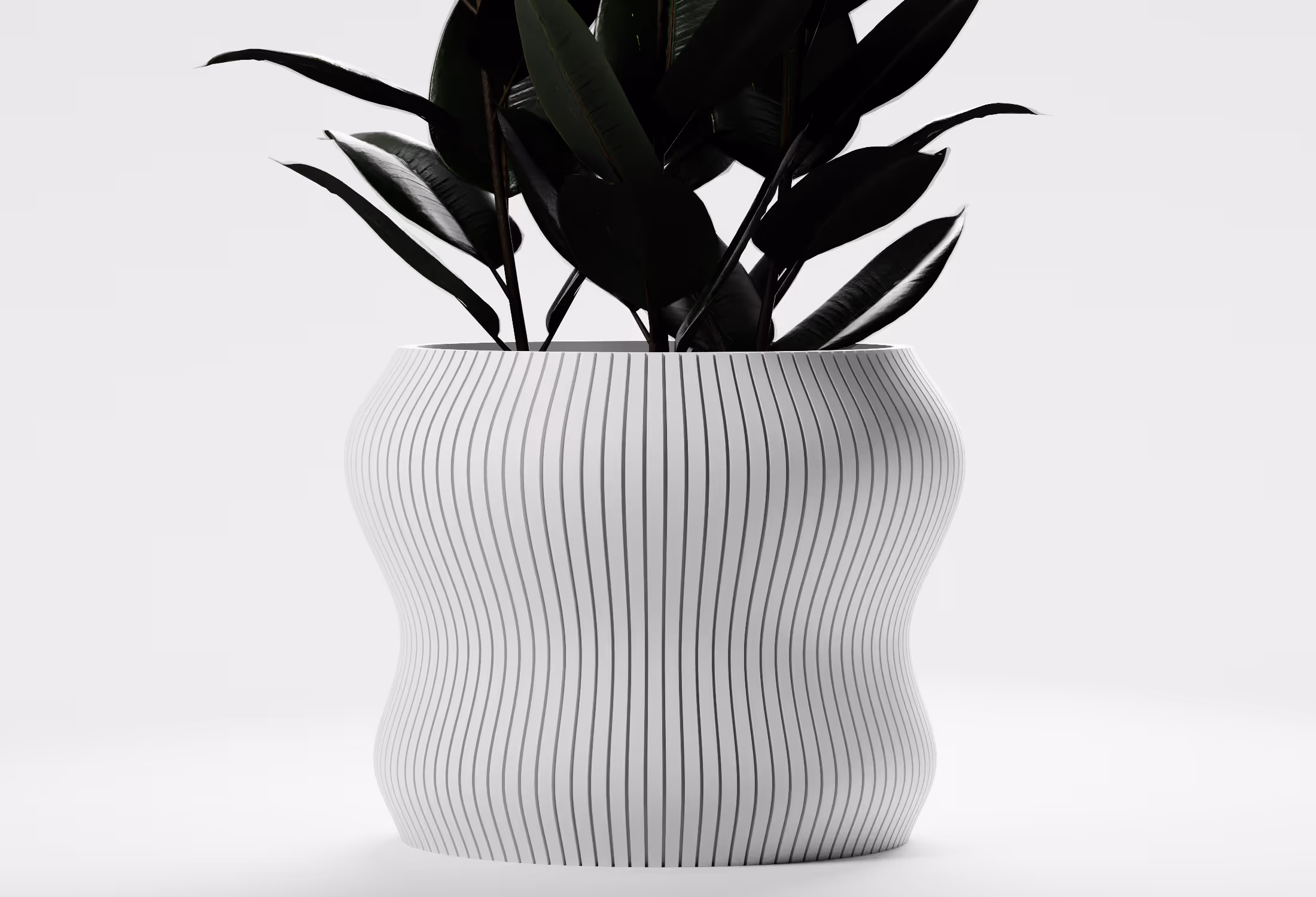 Curvy white planter with vertical grooves holding a plant with dark green leaves on white background.