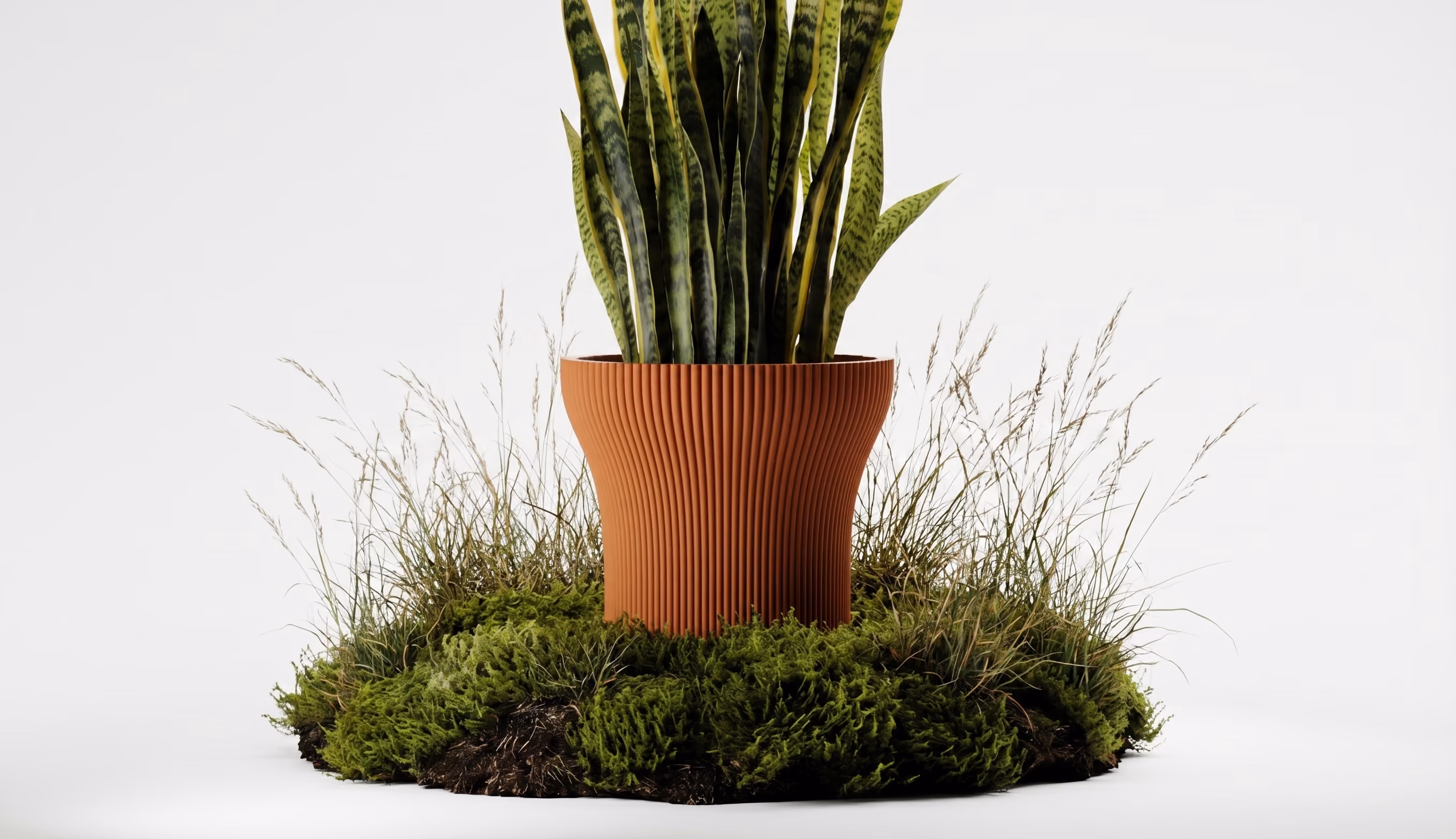 Snake plant with long green leaves in a ribbed terracotta pot surrounded by moss and tall grass.