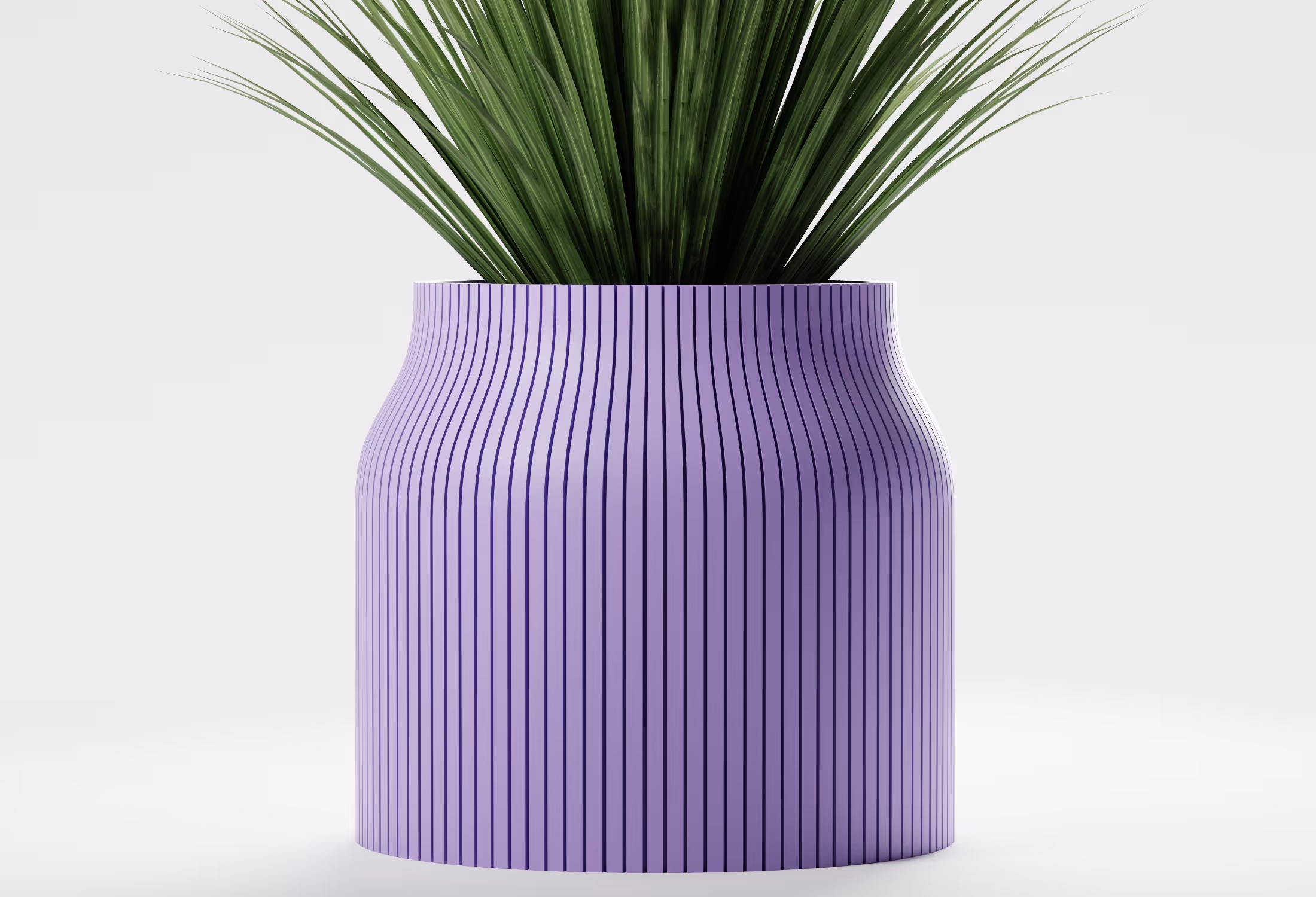 Tall green plant with long leaves in a purple striped modern vase on white background.