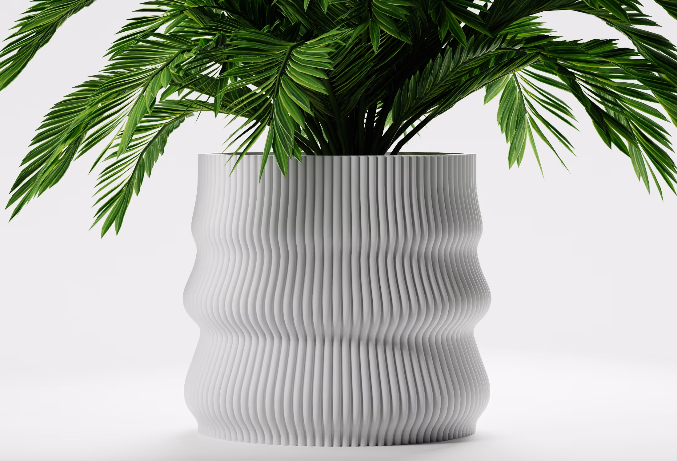 Green leafy plant in a tall, white, ribbed, wavy-patterned planter on a white background.