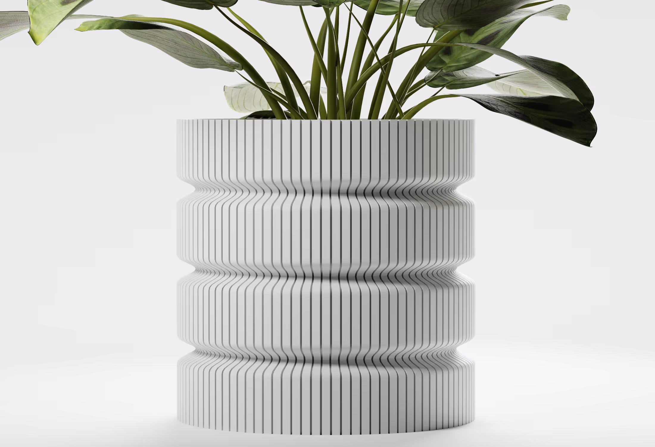 Green leafy plant in a modern white ribbed ceramic pot with a wavy shape.