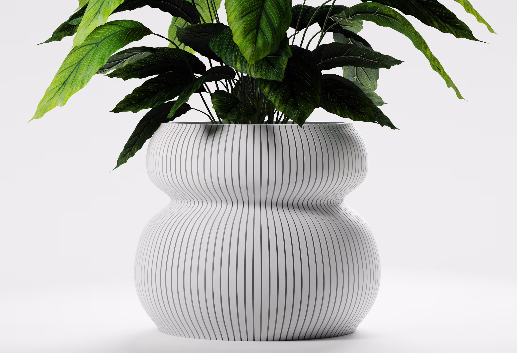 Green leafy plant in a white, wavy, vertically striped modern ceramic pot on a white background.