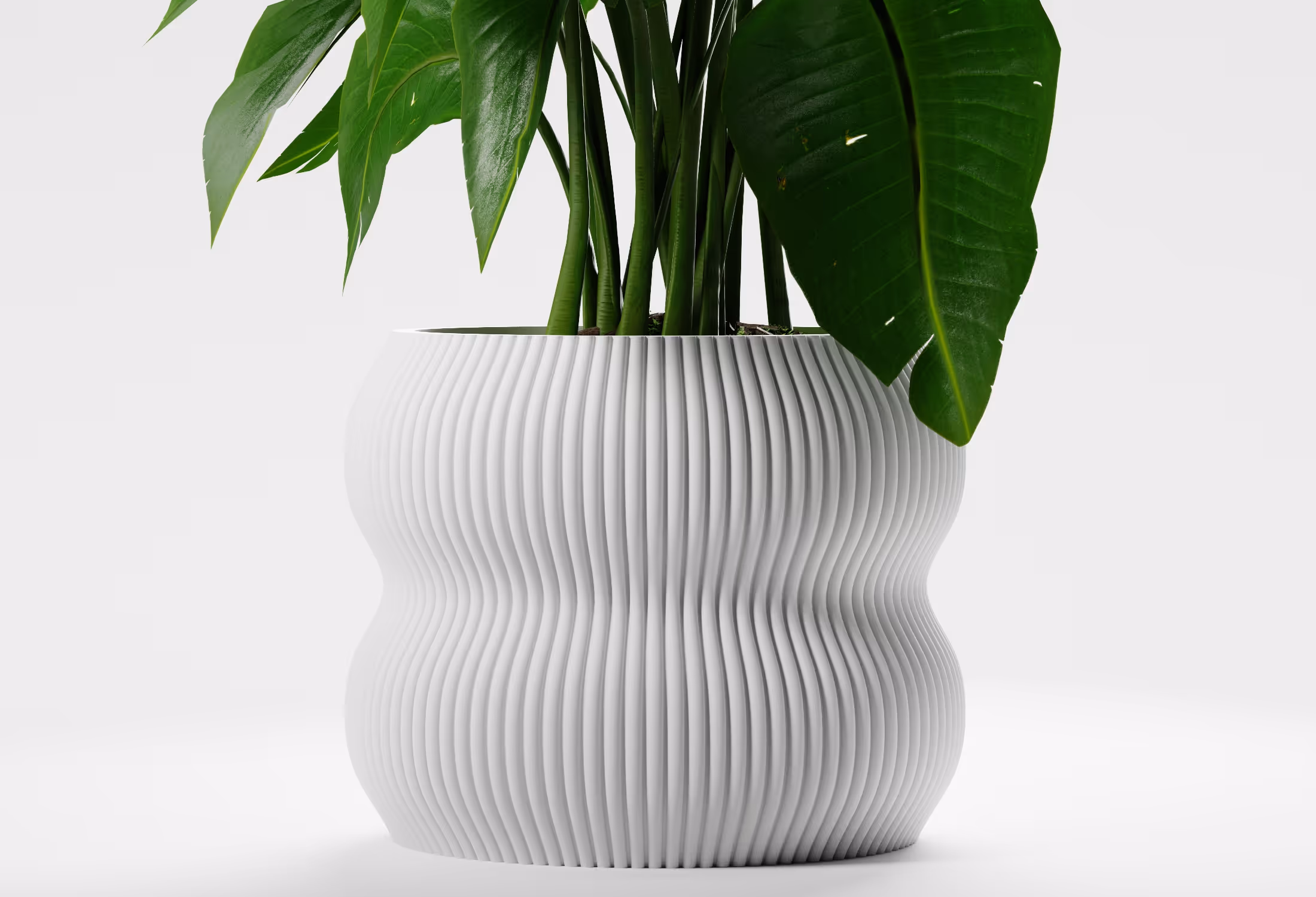 White ribbed ceramic pot with green leafy plant on a white background.