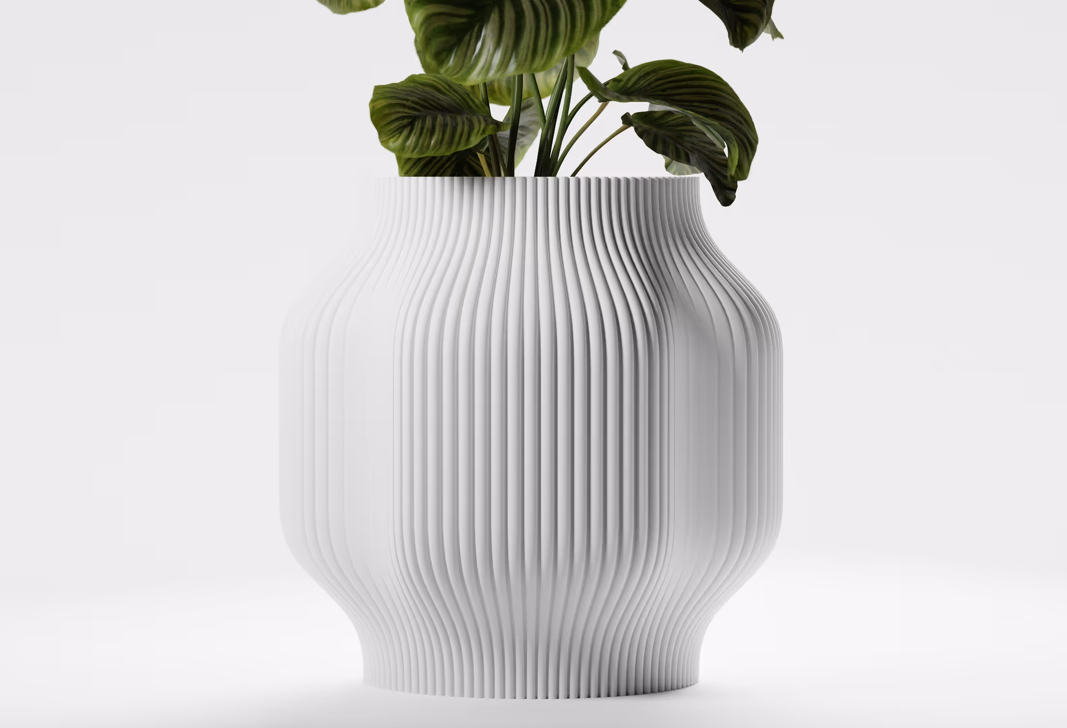 White vase with vertical ridges holding green leafy plant on a white background.