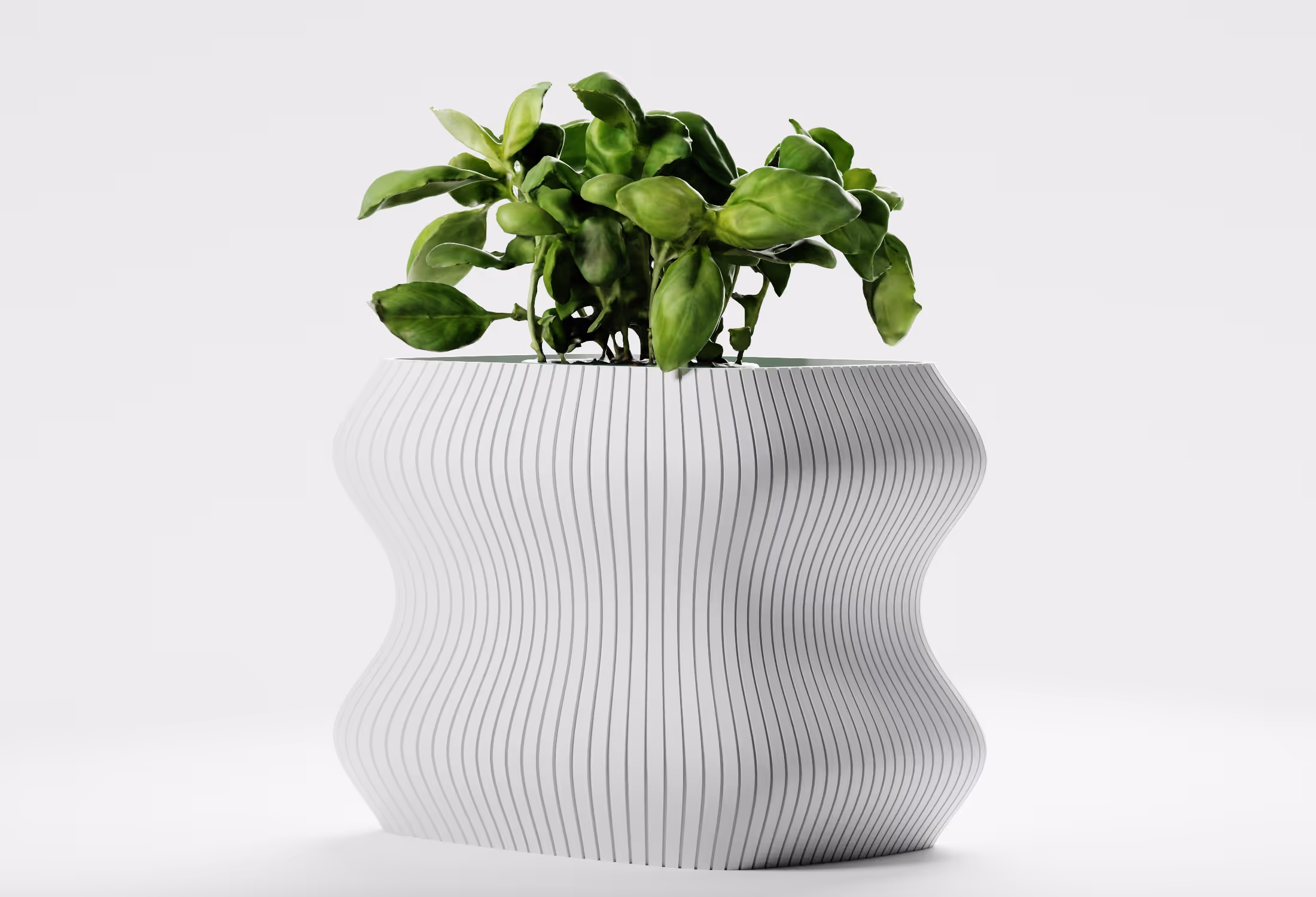 Green leafy plant in a white wavy textured pot on a white background.