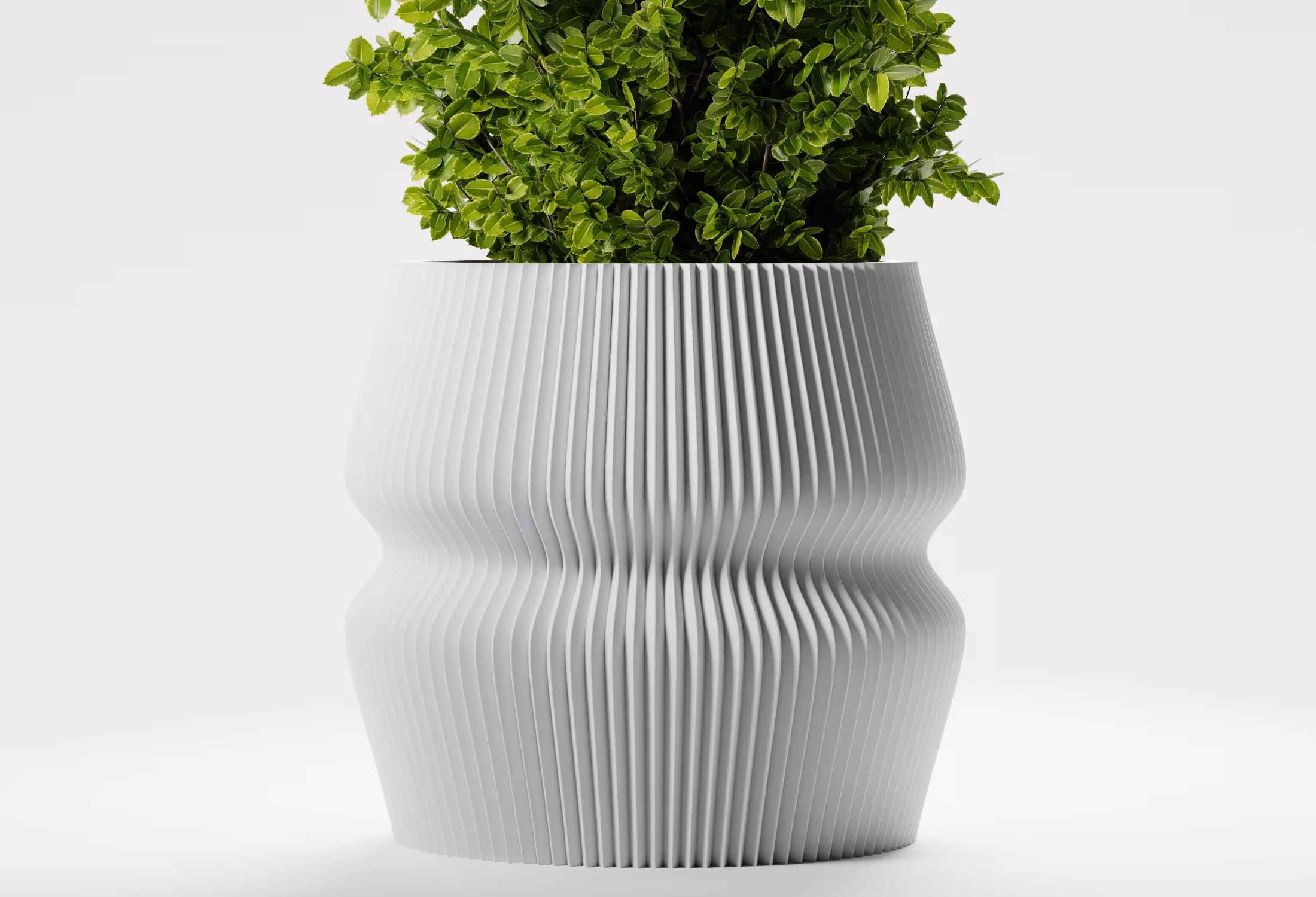 Modern white ribbed planter with curvy shape holding a lush green leafy plant.
