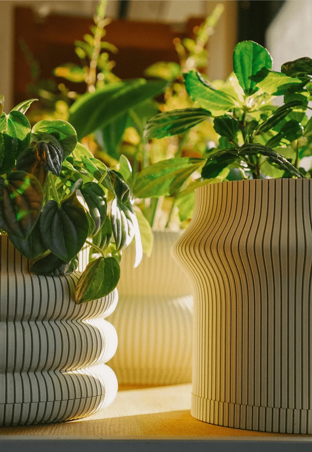 Three cream planters with leafy houseplants
