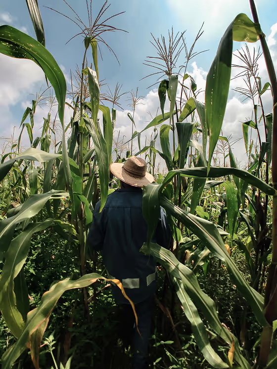 Person wearing a hat walking through a tall green cornfield under a partly cloudy sky.